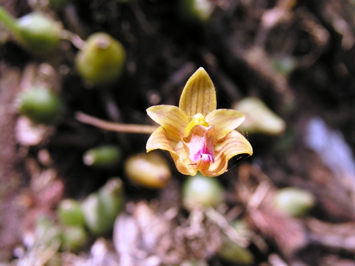 สิงโตก้านหลอด Bulbophyllum capilipes Parish & Rchb.f.<br/>ORCHIDACEAE